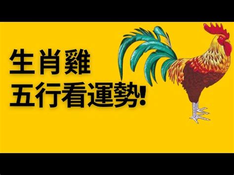 雞五行|屬雞的五行屬什麼 揭秘「不同屬性」的屬雞人性格